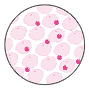 The body uses magnesium to support over 300 enzymatic actions.
