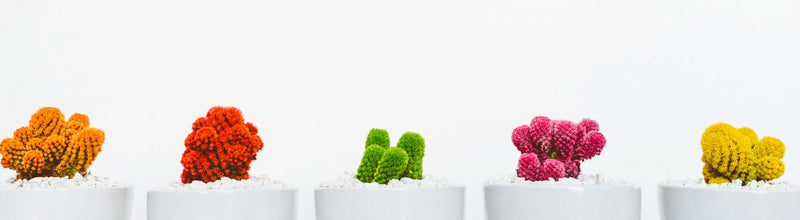 B12 spray ‘transforms’ life of TV Psychologist