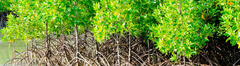 BetterYou will plant one tree, for every order placed