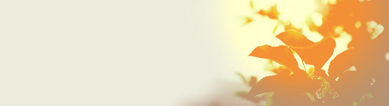 Boosting Back-to-School Immunity