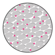 Nutrients are quickly absorbed through the buccal membrane 